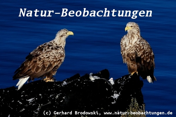 Seeadler Beobachtungen an Norwegens Küsten