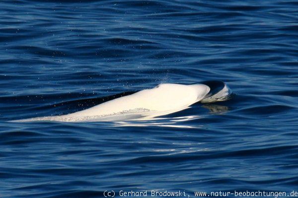 Belugawal auf Nahrungssuche