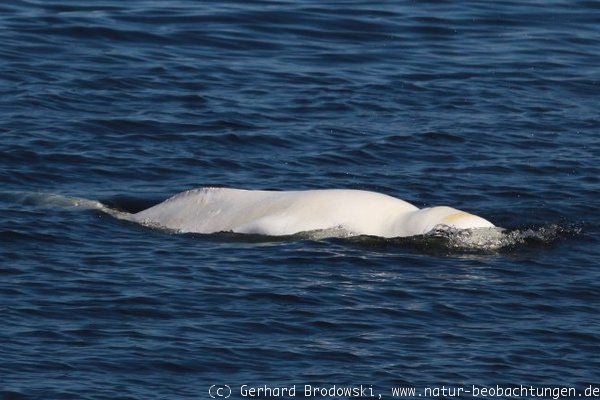 Beluga Wal im kleinen Hafen von Grense Jakobselv