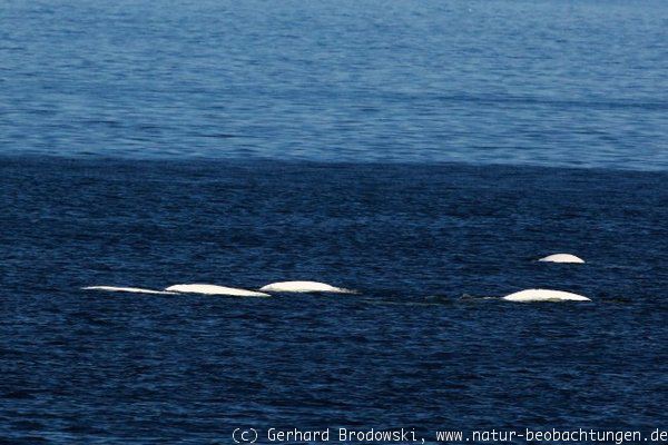 Beluga-Wale im Eismeer bei Grense Jakobselv