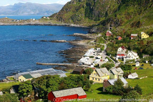 Norwegen: Vogelbeobachtungen auf der Insel Runde