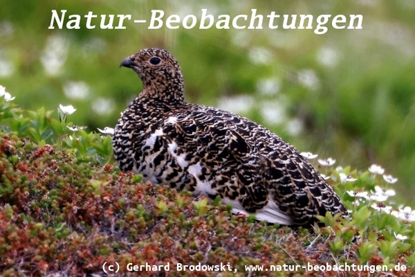 Vogelbeobachtungen in Norwegen - Moorschneehuhn