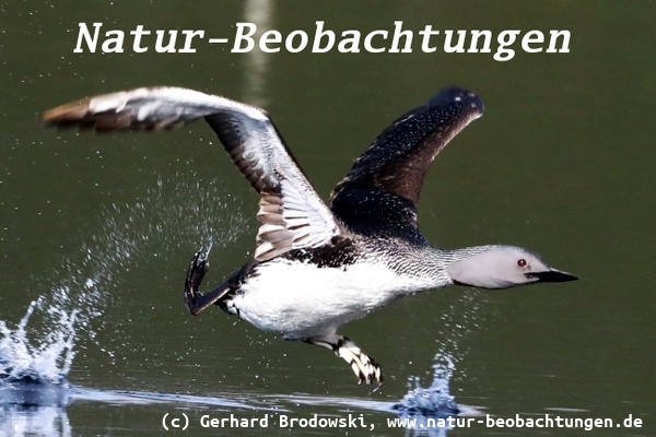 Vogelbeobachtungen in Norwegen - Sterntaucher