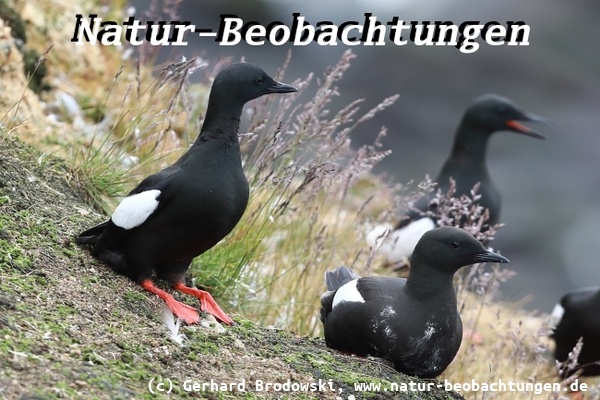 Vogelbeobachtungen in Norwegen - Gryllteiste