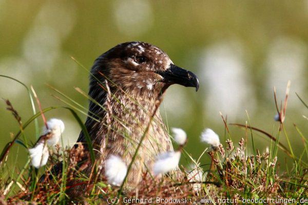 Skua: Brutvogel auf der Insel Runde in Norwegen