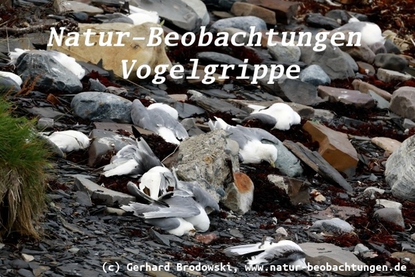 Vogelgrippe in Schweden