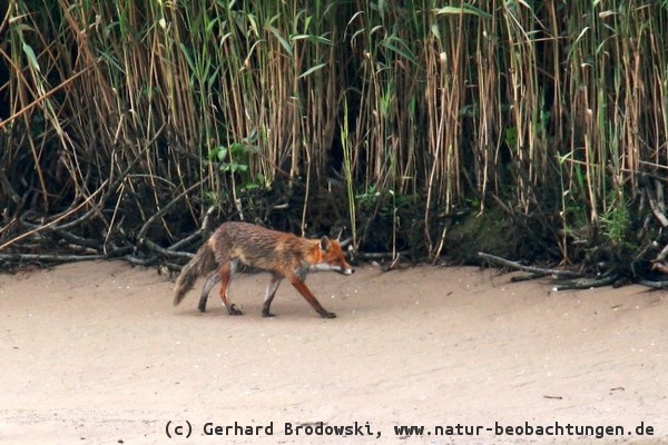 Fuchs erkundet das Naturschutzgebiet Heuckenlock