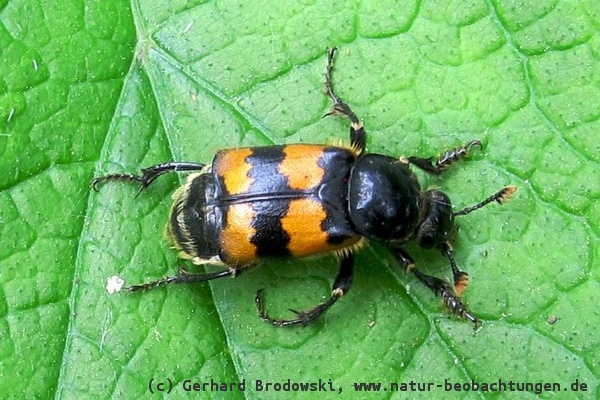 Käfer: Bild vom Totengräber (Aaskäfer) im Heuckenlock