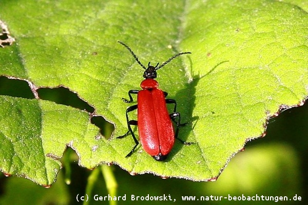 Käfer: Bild vom Scharlachrotem Feuerkäfer in Heuckenlock