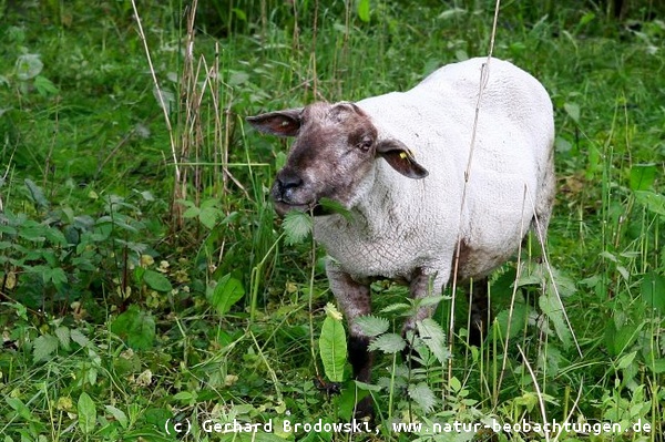 Schaf bei seiner Arbeit im NSG Heuckenlock