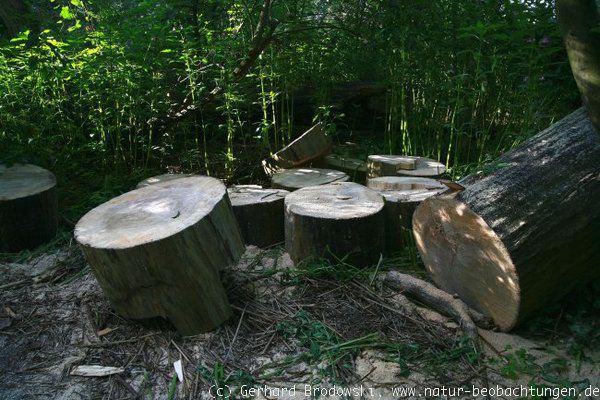 Umgestürzter Baum im Tide-Auenwald