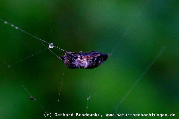 Wildbiene ist im Netz der Kreuzspinne gefangen