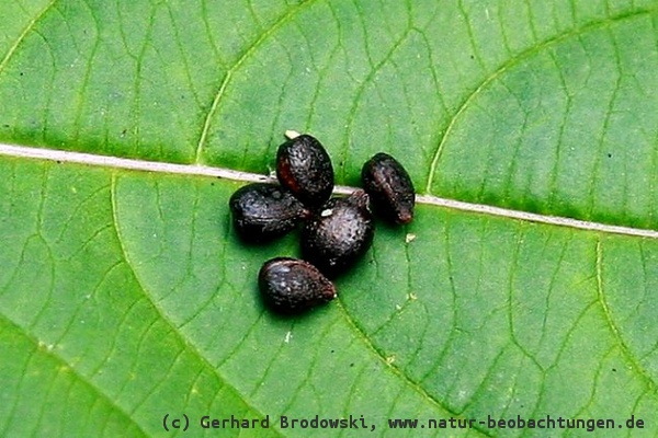 Aussehen: Samen vom Indischen Springkraut