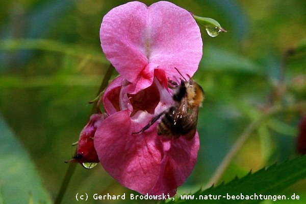 Wildbiene auf der Blüte vom Springkraut