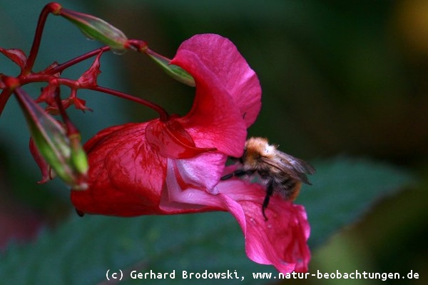 Wildbiene holt sich Nektar aus der Blüte vom Springkraut