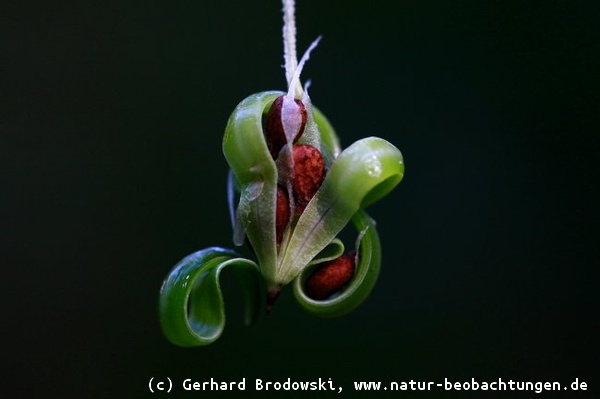 Kunst in der Natur - Aufgeplatzter Fruchtkörper vom Springkraut