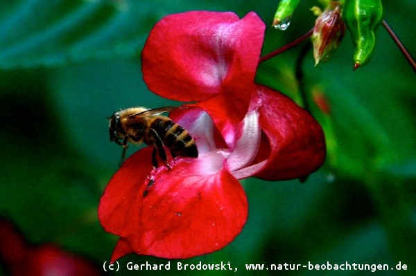 Wildbiene auf der Blüte vom Springkraut