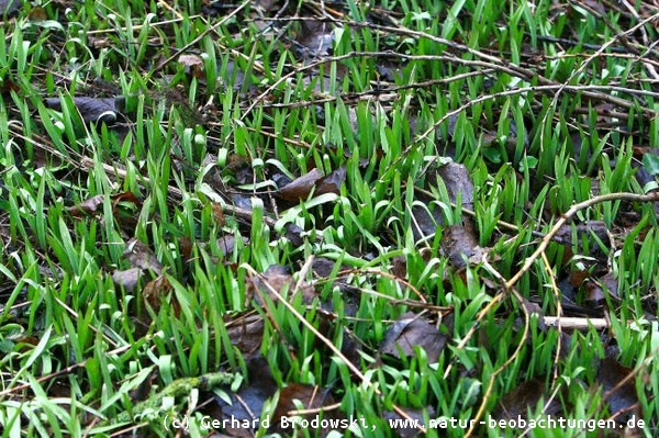 Wilde Tulpen sprießen aus dem Boden