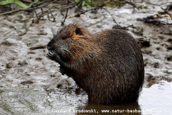 Nutria Steckbrief Alles Uber Das Nutria Feinde Nahrung Alter Bilder Natur Beobachtungen