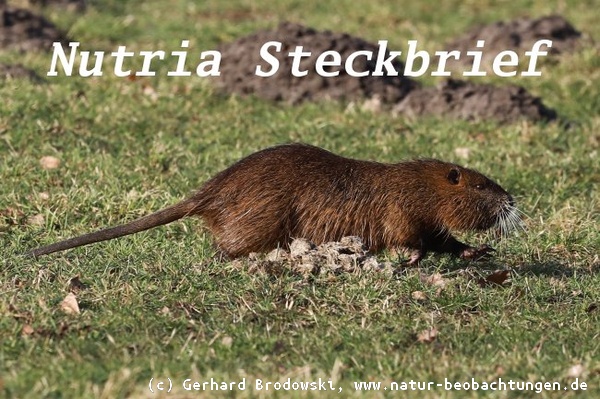 Tiersteckbriefe - Nutria, Schwein, Maus, Vögel - Feinde, Alter,  Nahrung