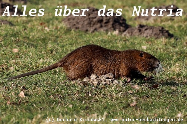 Alles über das Nutria - Aussehen, Bestimmen, Erkennen, Alter, Größe, Gewicht, Lebensraum, Nahrung, Feinde