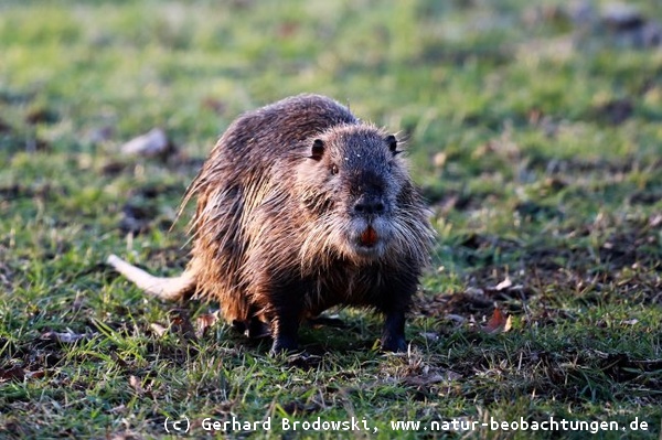 Nutria Steckbrief Alles Uber Das Nutria Feinde Nahrung Alter Bilder Natur Beobachtungen