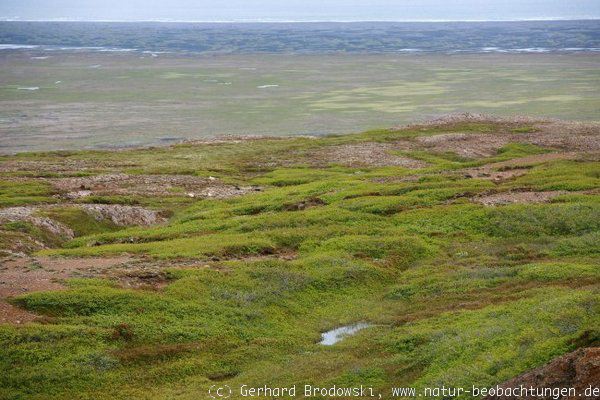 Revier vom Polarfuchs auf Island