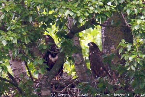 Die ersten jungen Seeadler in Hamburg 2012