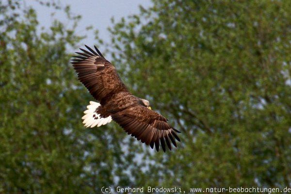 Seeadler im Heuckenlock