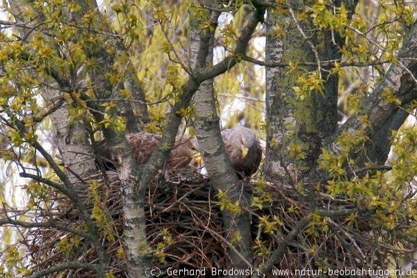 Seeadler-Paar bei der Fütterung der Jungen