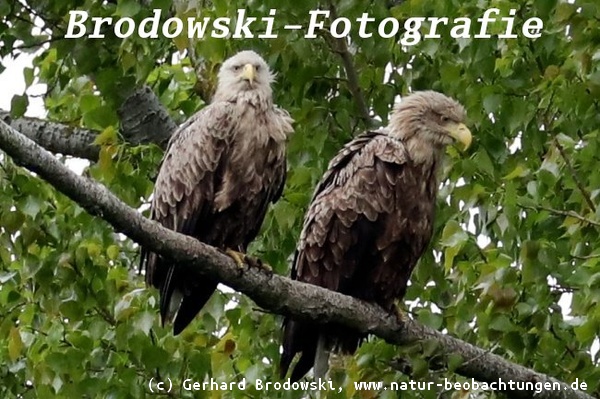 Seeadler in der Stadt - Seeadler in Hamburg