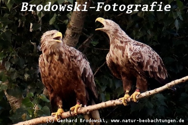 Seeadler in der Stadt - Seeadler in Hamburg