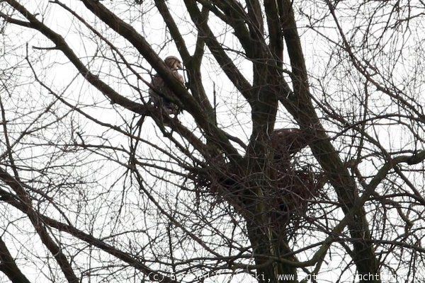 Seeadler am Nest auf der Elbinsel Hamburg Wilhelmsburg