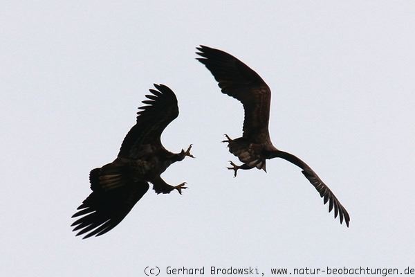 Junger Adler kämpft mit einem Artgenossen