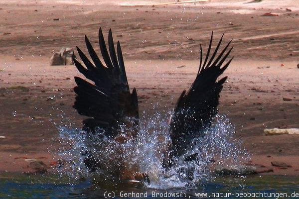 Adler kämpft mit einem großen Fisch an der Elbe in Hamburg