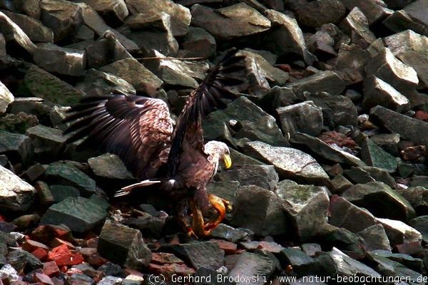 Adler kämpft mit einem Neunauge an der Elbe in Hamburg