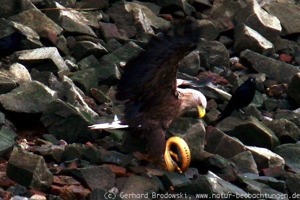 Vampir kämpft mit einem Seeadler ums Überleben