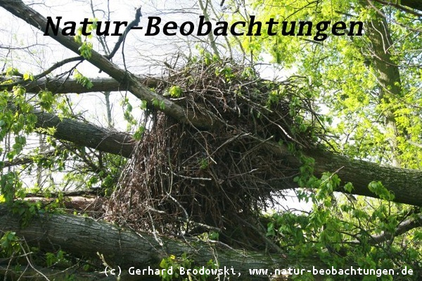 Umgestürzter Baum mit Seeadlerhorst