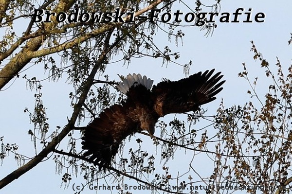 Mir dem ganzen Körpergewicht reißt der Seeadler den Ast ab