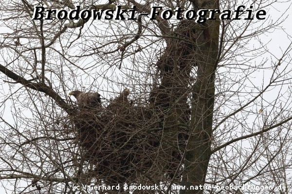 Seeadler bauen ihr Nest in Hamburg um - Warum?