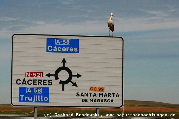 Weißstorch als Wegweiser in der Extremadura