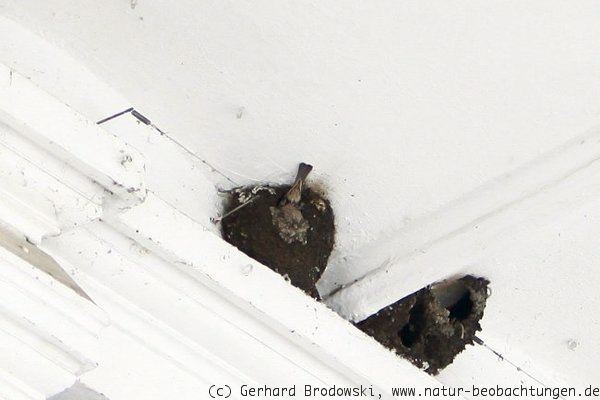 Spatzen brüten in Mehlschwalbennestern in Hamburg