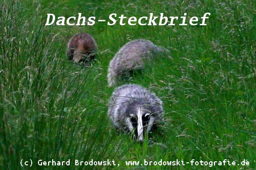 Tiersteckbrief - Bild zum Dachs-Steckbrief