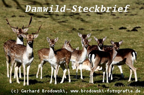 Tiersteckbrief Damhirsch - Bild zu Damwild-Steckbrief