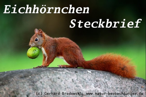 Tiersteckbriefe - Eichhörnchen, Schwein, Maus, Vögel - Feinde, Alter,  Nahrung