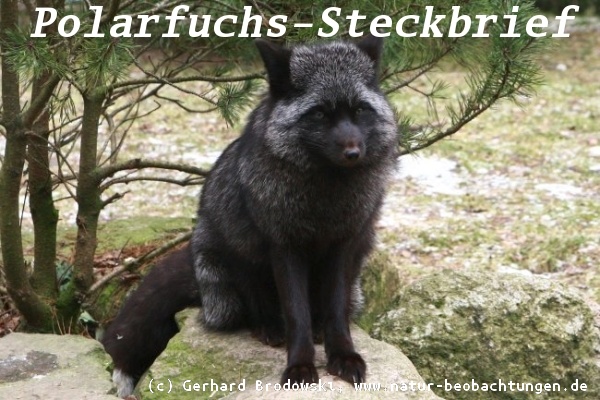 Tiersteckbriefe - Polarfuchs, Hund, Katze, Maus, Schwein - Größe, Alter, Nahrung