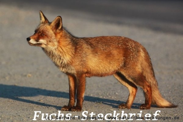 Alles über Steckbriefe - Fuchs - Aussehen, Name, Größe, Länge, Alter, Lebensraum