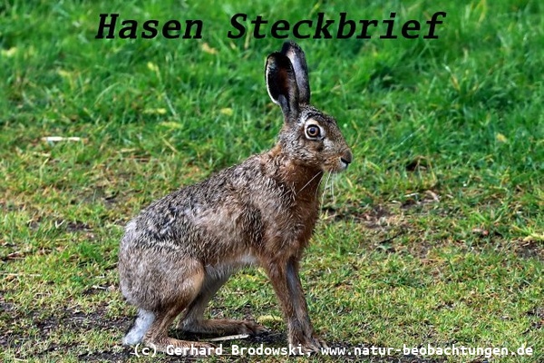 Hasen Steckbrief - Größe, Alter, Gewicht, Feinde, Lebensraum