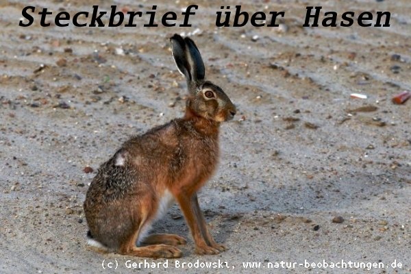 Tiersteckbriefe - Hase/Feldhase, Hund, Katze, Maus, Schwein - Größe, Alter, Nahrung