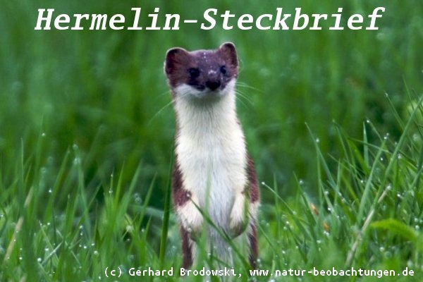 Tiersteckbriefe - Hermelin, Hund, Katze, Maus, Vögel - Größe, Alter, Nahrung